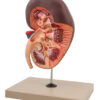 Kidney 3D With Gland