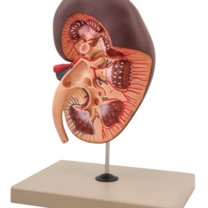 Kidney 3D With Gland