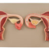 Fertilization Set of 2