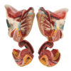 Female Muscle Pelvis - 4 Parts
