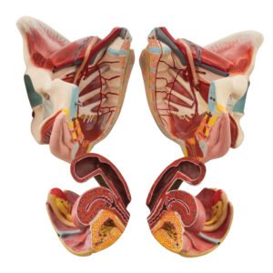 Female Muscle Pelvis - 4 Parts