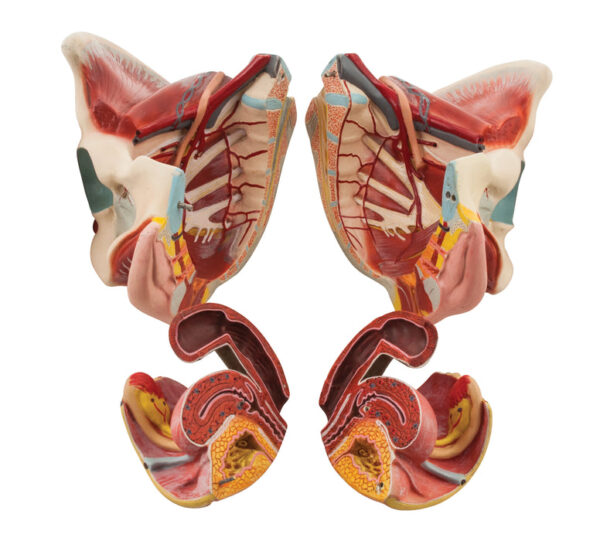 Female Muscle Pelvis - 4 Parts