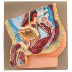 Male Vasectomy