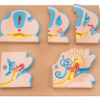 Ear Development Set Of 5