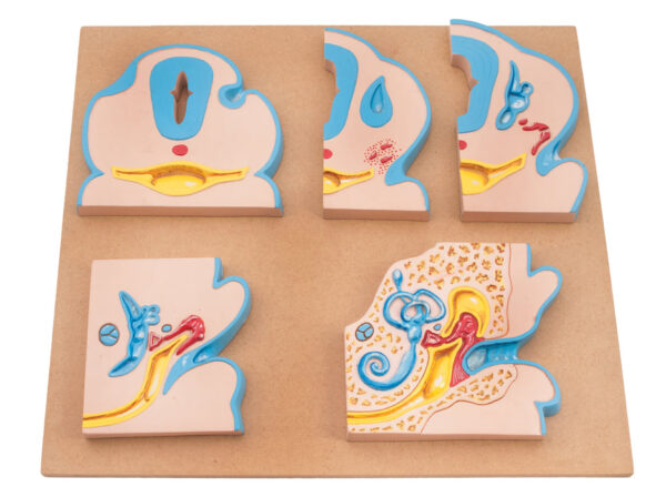 Ear Development Set Of 5