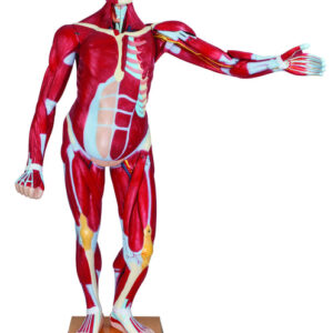 Human Life Size Muscular Torso Dissectible with Dual Sex Organs Ÿ?? 47 Parts