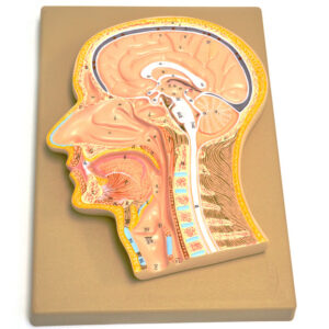 Model Human Head Fontal Section Median Section
