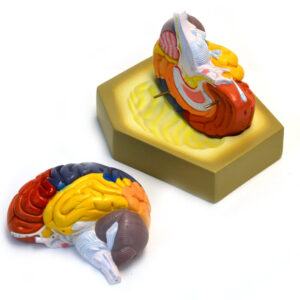 Colored Human Brain Model - Life size