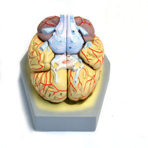 Model Human Brain With Arteries 9 Parts