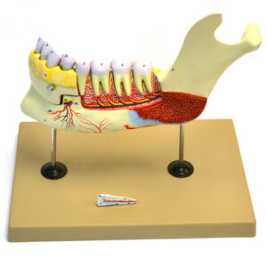 Lower Human Jaw Model - 5 times Life size