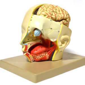 Model Human Introductory Head Dissection removable half brain