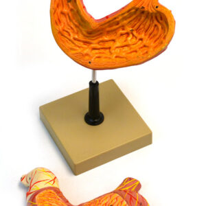 Human Life size model Stomach