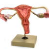Model Human Female Reproductive Ovary