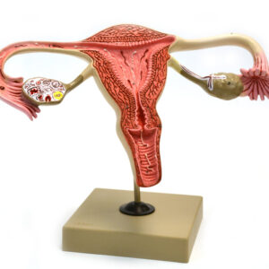 Model Human Female Reproductive Ovary