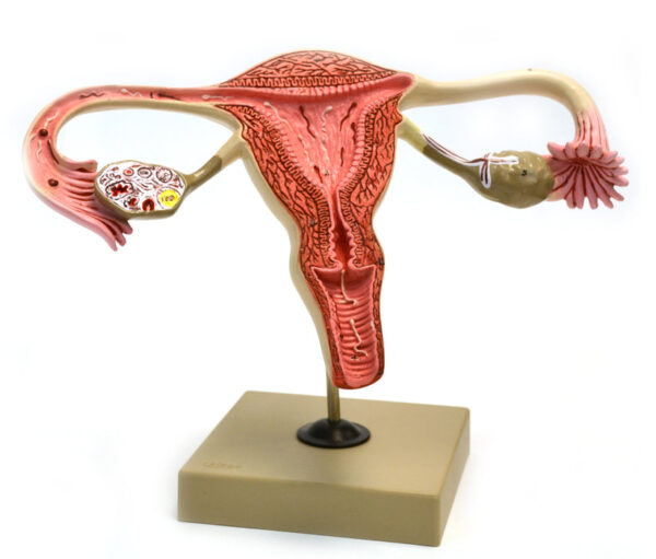 Model Human Female Reproductive Ovary