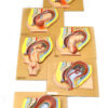 Human Fetal Development stages model ( 7 Stages) 18" x 14"