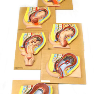 Human Fetal Development stages model ( 7 Stages) 18" x 14"
