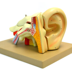 Model Human Ear 5 Parts 4x life size