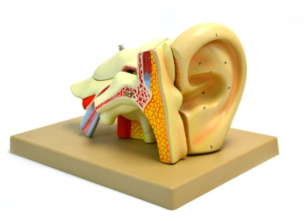 Model Human Ear 5 Parts 4x life size