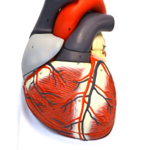 Giant Human Heart Model