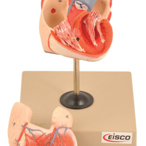 Eisco Labs Life Size Human Heart Model on Base; 2 Parts