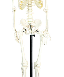 Life Sized Human Skeleton Model (62" Height), Articulated Joints, Pelvic Mounted with Wheeled Base