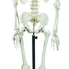 Human Skeleton showing Nerves - 170 cm