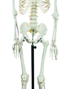 Human Skeleton showing Nerves - 170 cm