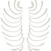 Disarticulated Rib Bones Full Set of 24 Natural Size Natural Color