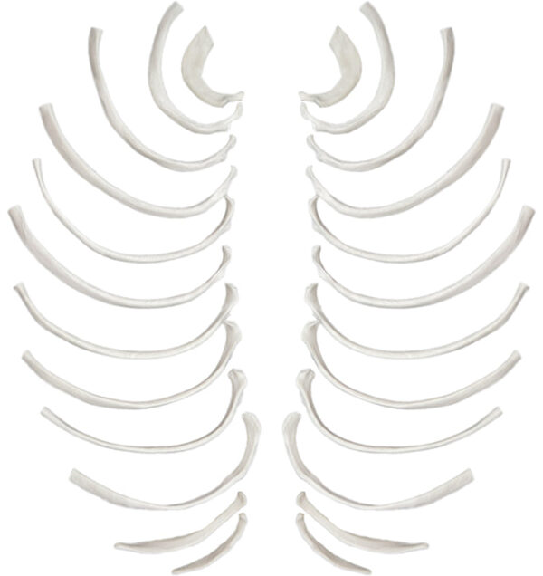Disarticulated Rib Bones Full Set of 24 Natural Size Natural Color