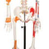 Human Skeleton with Ligament - 170 cm