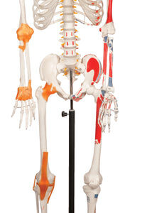 Human Skeleton with Ligament - 170 cm
