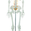 Human Skeleton - 85 cm with Nerves
