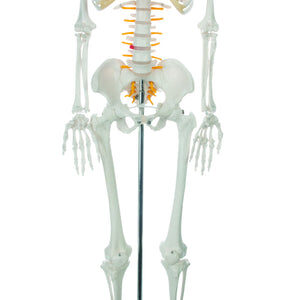 Human Skeleton - 85 cm with Nerves
