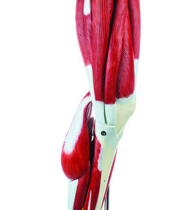 Leg Muscle Model - 9 Parts (Large)