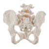 Female Pelvis Model