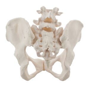 Female Pelvis Model
