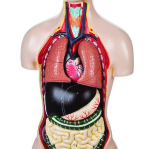 Model Torso with Head - 8 Parts