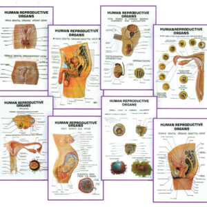 Chart 3-D, Human Reproductive Organs, Size 25x35cm