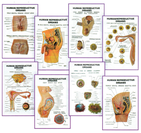 Chart 3-D, Human Reproductive Organs, Size 25x35cm