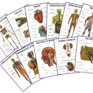 Chart - Human Anatomy
