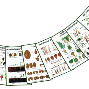 Chart - General Botany -IV