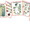 Chart - General Zoology-II