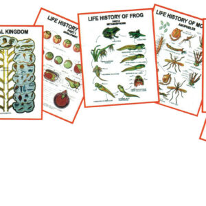 Chart - General Zoology-II