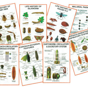 Chart - General Zoology-V