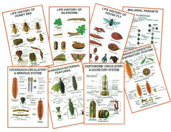 Chart - General Zoology-V