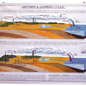 Model Oxygen & Carbon Cycle in Nature