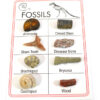 Pocket Reference Fossil Card with 8 Identified Specimens