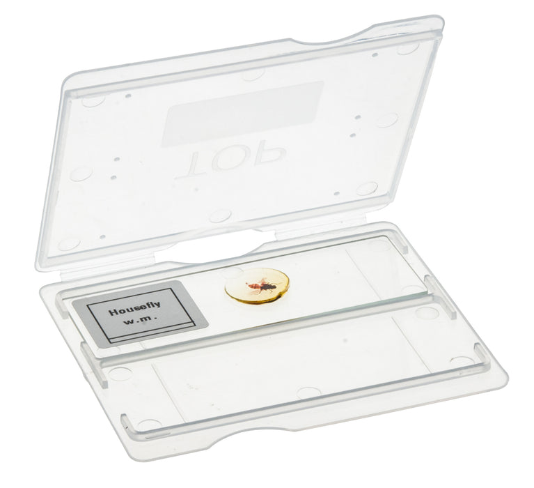 Slide Mailer - 2 slides