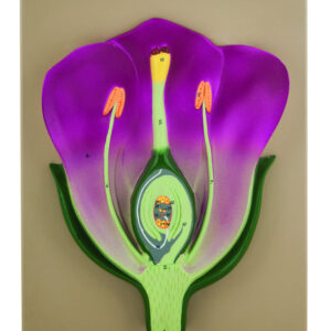 Typical Flower Model, Three Dimensional, Vertical Section  with Hand Painted Details - Mounted on Base, 14" x 9" - Eisco Labs